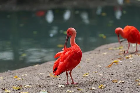 Red ibis scratching. Fotos de archivo