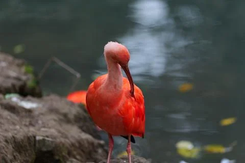 Red ibis scratching. Fotos de archivo