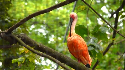 Red ibis sits on a tree branch Stock Footage 222595603