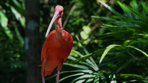Red Ibis Standing in Forest Stock Footage 323142594