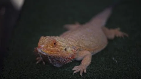 Red Iguana That Basks with Blurred Dark Concept 스톡 사진