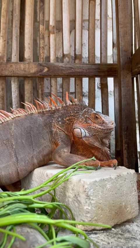 Red iguana in a cage Stock Footage 286931698