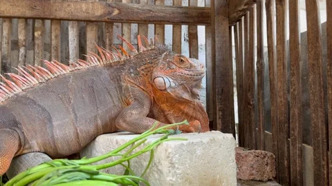 The red iguana is in its cage Stock Footage 287004624