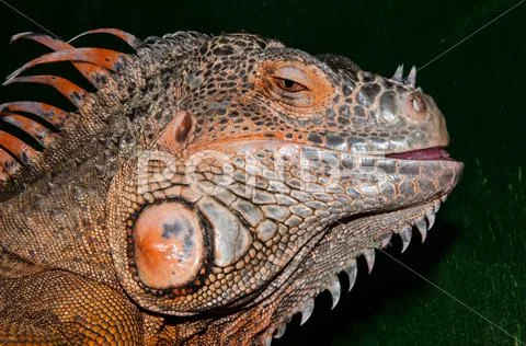 Red iguana a large lizard Stock Photos