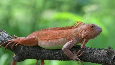 Red iguana on a tree Stock Footage 255894945