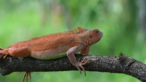 Red iguana on a tree Stock Footage 255894985