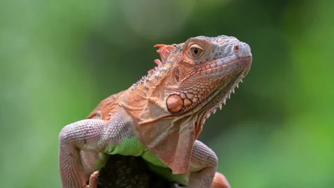 Red iguana on a tree Stock Footage 255895044