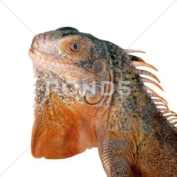Red iguana on white background Stock Photos