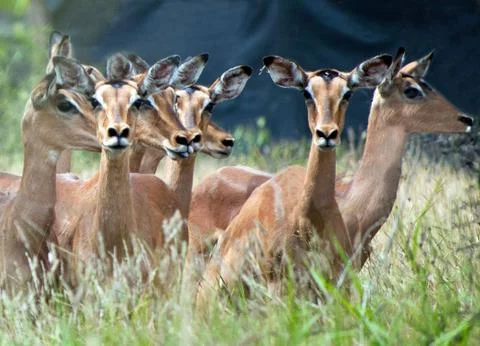 Red Impala Stock Photos