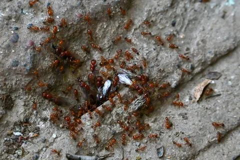 Red imported fire ant, Action of fire ant. Ants going in and out of their c.. Stock Photos