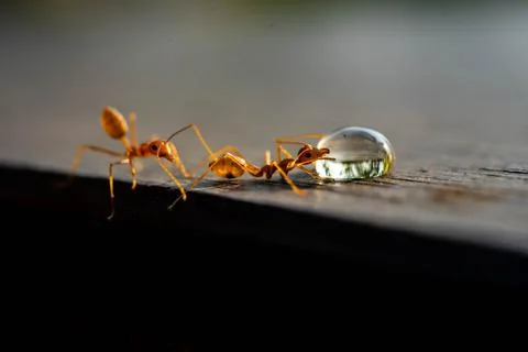 Red imported fire ant, Behavior of ants. Stock Photos