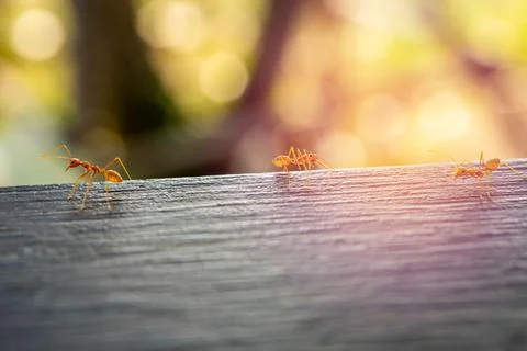 Red imported fire ant, Behavior of ants. Stock Photos