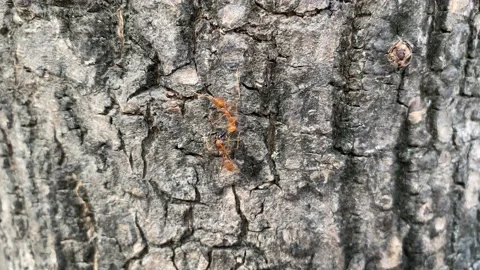 Red imported fire ant,Action of fire ant Vídeos de archivo 170325090