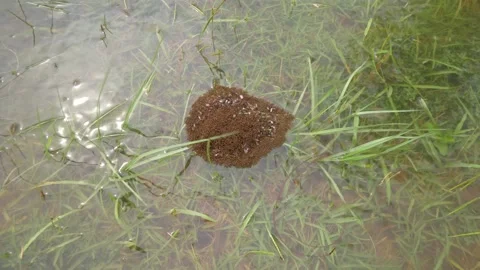 Red imported fire ants create raft to float in flood waters Vidéo 141556116