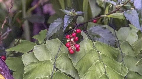 Red ink fruit Stock Photos