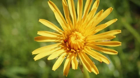 Red insect crawling on Dandelion flower head macro close up stock footage Stock-Footage 314726838