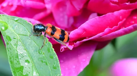 Red insect drink water on a peony Stock Footage 24178199