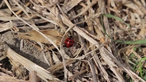 Red insect Stock Footage 235170621