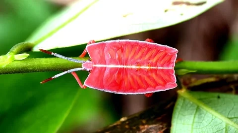 A red insect Stock Footage 276691833