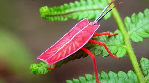 A red insect Stock Footage 276691942