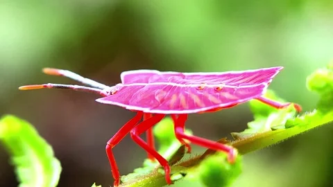 A red insect Stock Footage 276692005