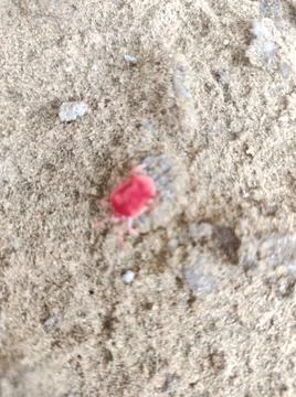 Red insect found in desert are Foto stock