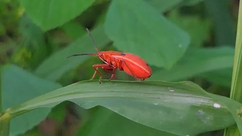 Red insect on green leaf. Stock Footage 116484189