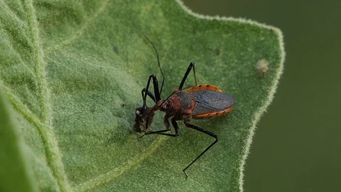 Red insect on green leaf in summer forest, macro 4k Video stock 92411332