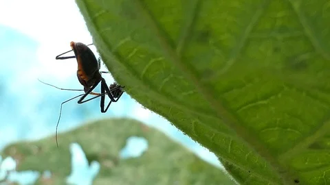 Red insect on green leaf in summer forest, macro 4k Video stock 92411410