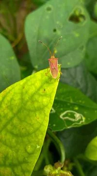 Red insect on the leaf. Stock Photos
