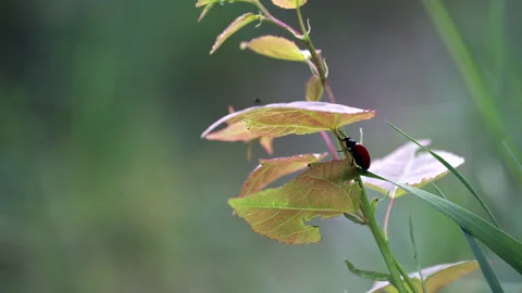 Red insect moving across damaged green plant leaves Stock Footage 341865415