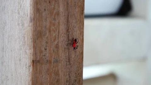 Red insect in nature Stock Footage 78697611