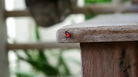 Red insect in nature Stock Footage 78697662