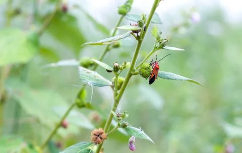 A red insect or firebug sitting on a wild tree close up Stock Photos