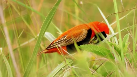 Red Insect on Plant Video stock 323143875