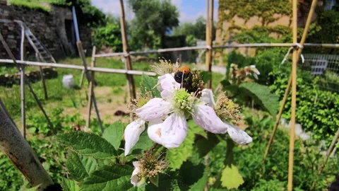 Red insect rotates over the flower Stock Footage 131847082
