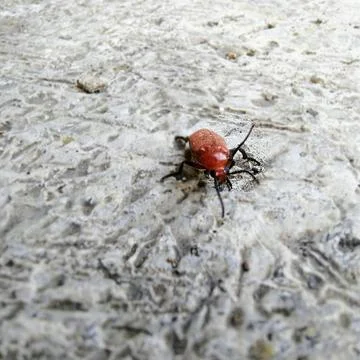 Red Insect on Textured Surface Close-up Macro Shot. Stock Photos