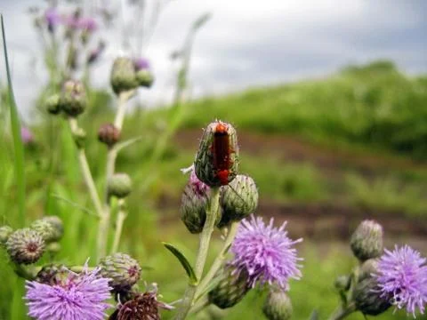 Red insect on the thistle Stock Photos