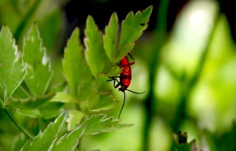 Red insect in vegetation Foto stock