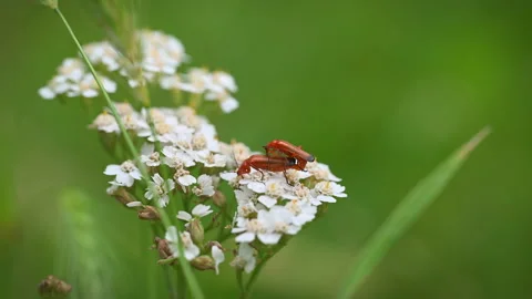 Having Intercourse Stock Footage ~ Royalty Free Stock Videos | Pond5