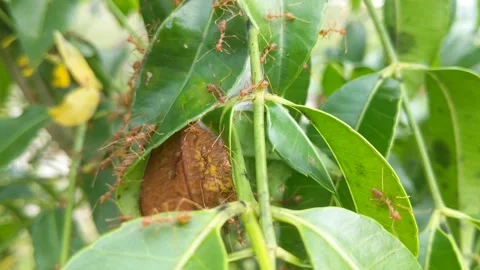 Red insects that work together in making Stock Footage 263820187
