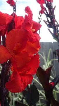 Red iris flower Stock Photos