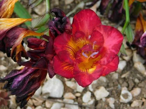 Red Iris flowers Stock Photos
