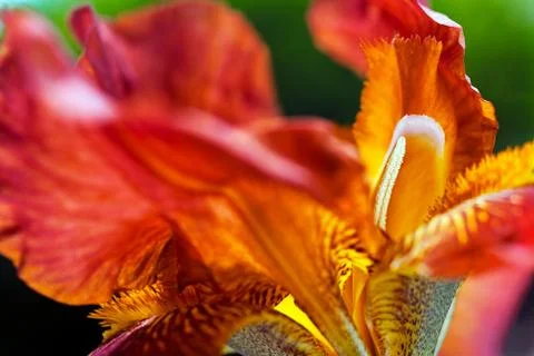 Red iris Stock Photos