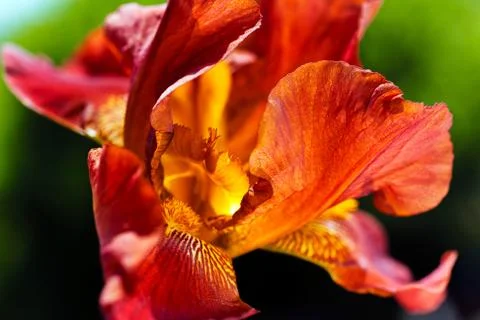 Red iris Stock Photos