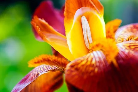 Red iris Stock Photos