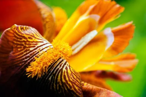 Red iris Stock Photos