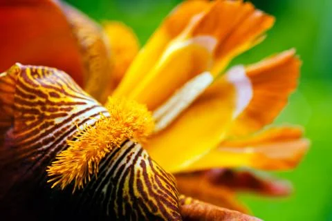 Red iris Stock Photos