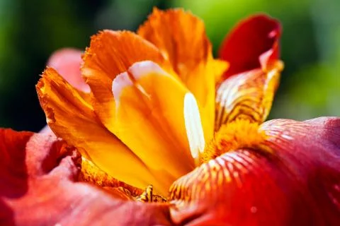 Red iris Stock Photos