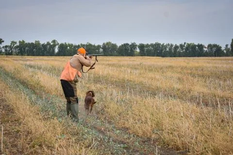 Red irish setter dog in field. Point a bird throw hunting. Stock Photos